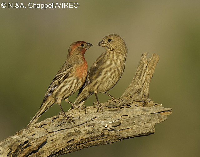 House Finch